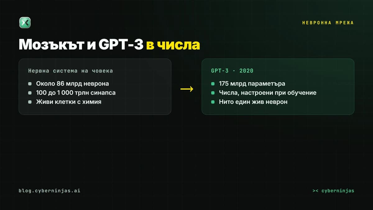 Невронна мрежа срещу човешката нервна система: 175 милиарда параметъра на GPT-3 срещу 86 милиарда неврона